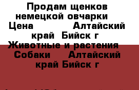 Продам щенков немецкой овчарки! › Цена ­ 6 000 - Алтайский край, Бийск г. Животные и растения » Собаки   . Алтайский край,Бийск г.